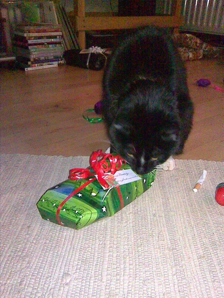 Huskat Buddy - Buddy Juleaften 2007 billede 12