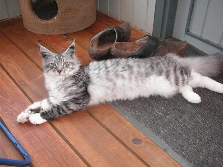 Maine Coon Manfred billede 1