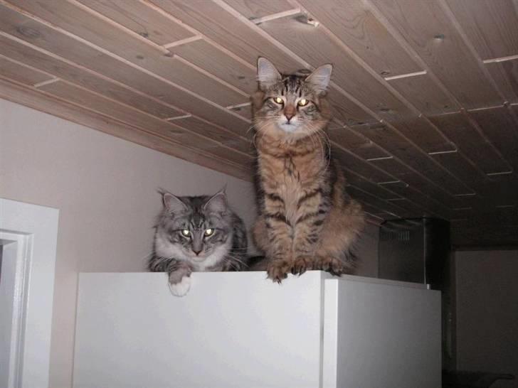 Maine Coon Manfred billede 2