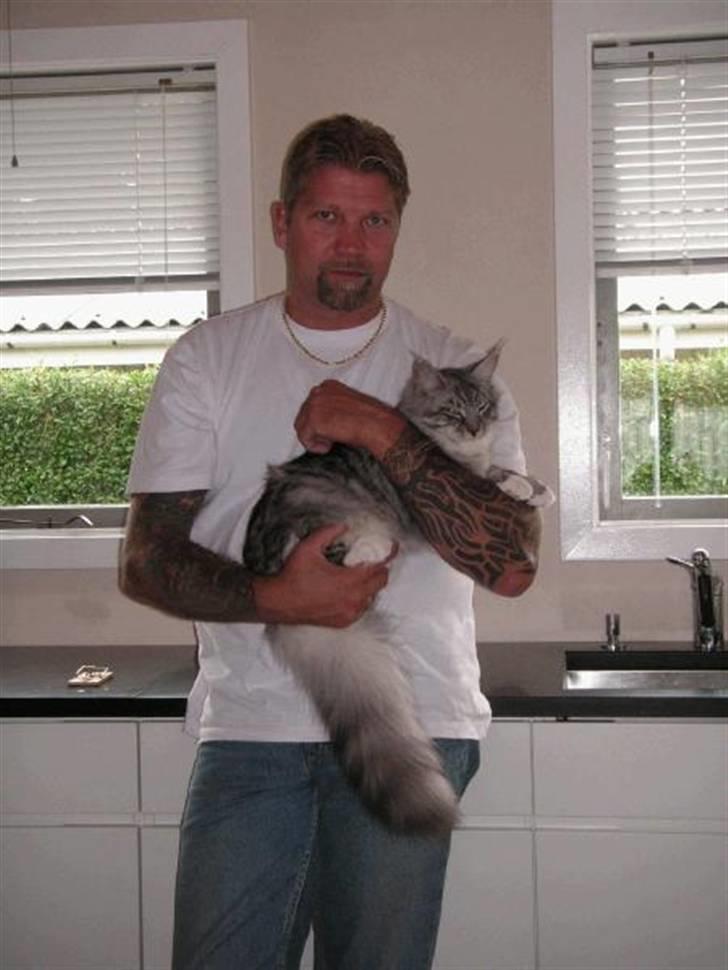 Maine Coon Manfred billede 3