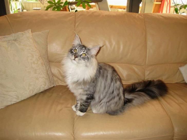 Maine Coon Manfred billede 4