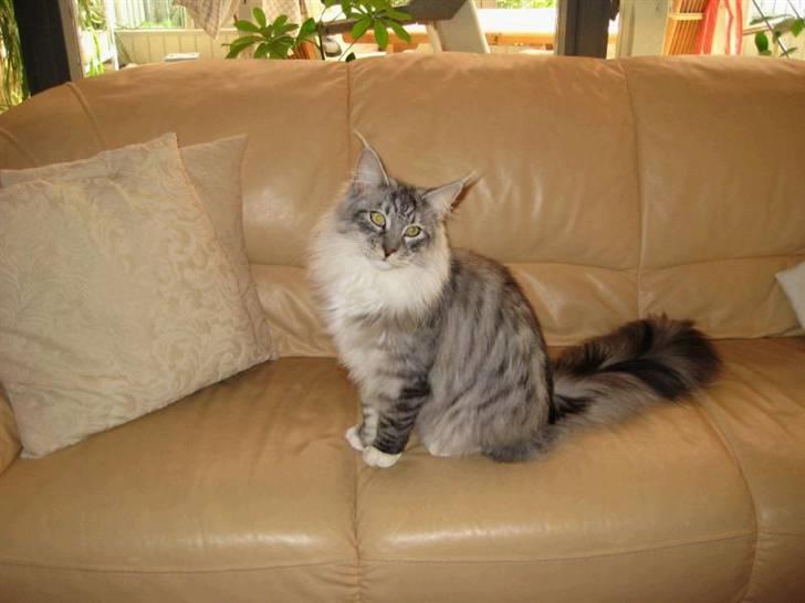 Maine Coon Manfred billede 5
