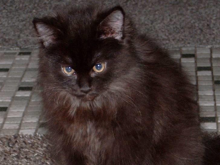 Blanding af racer Toluse billede 10