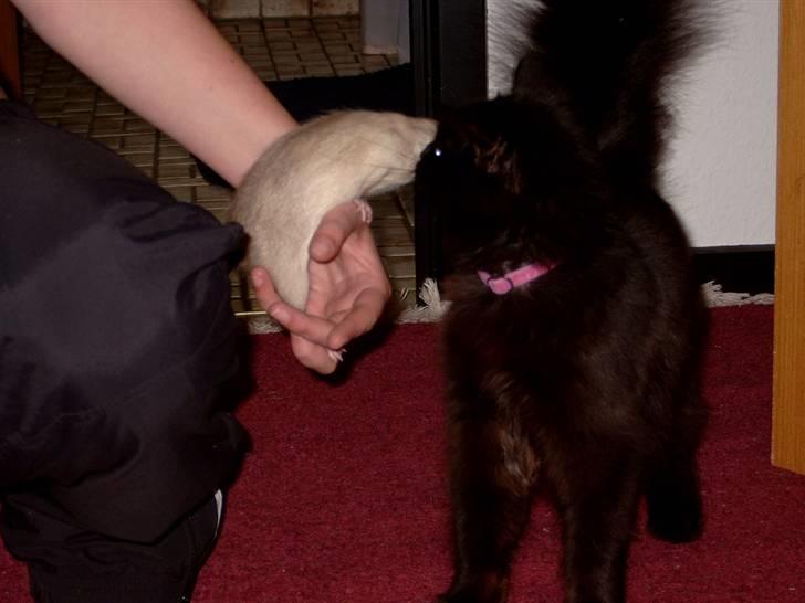 Blanding af racer Toluse - man skal lig hilse på mors rotte Sasha billede 12