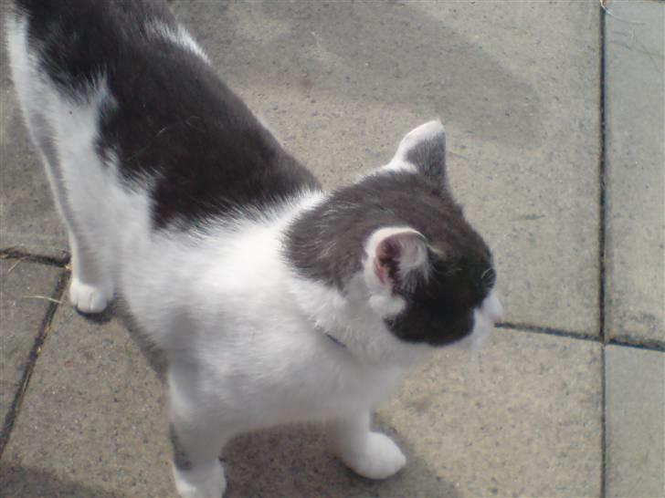 Blanding af racer Solo billede 7