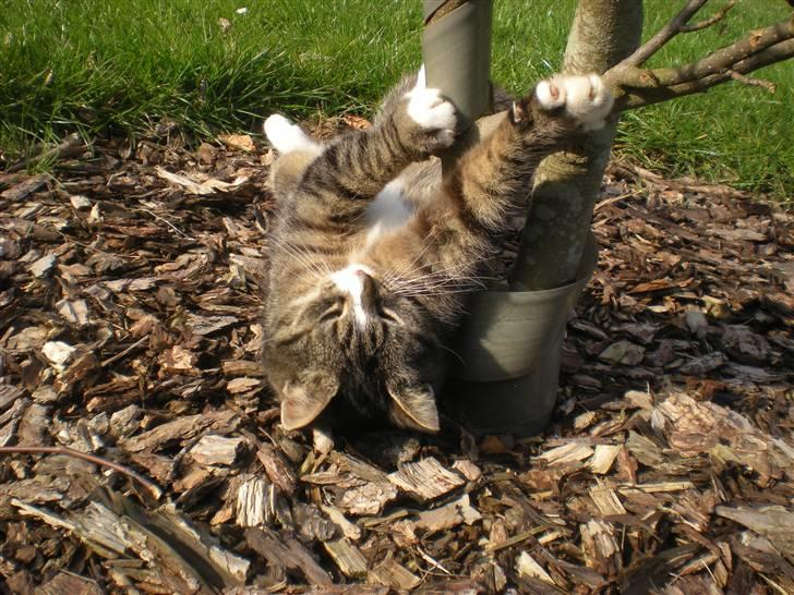 Blanding af racer Bølle billede 1