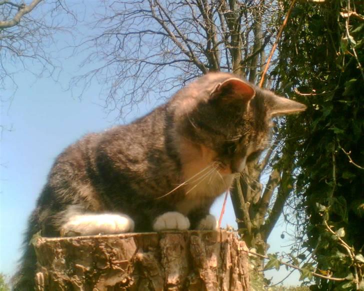 Blanding af racer Bølle billede 2