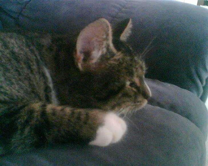 Blanding af racer Bølle - skøndt og må ligge i sofanen :) billede 3