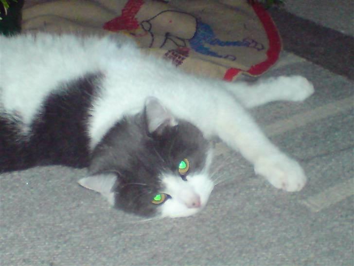 Blanding af racer Solo - tager lige en slapper billede 8