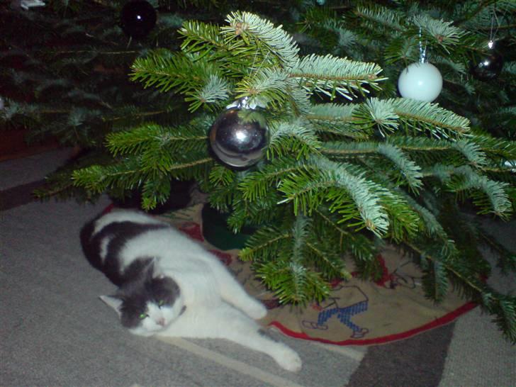 Blanding af racer Solo - skal jeg ozz pakkes ind? billede 9