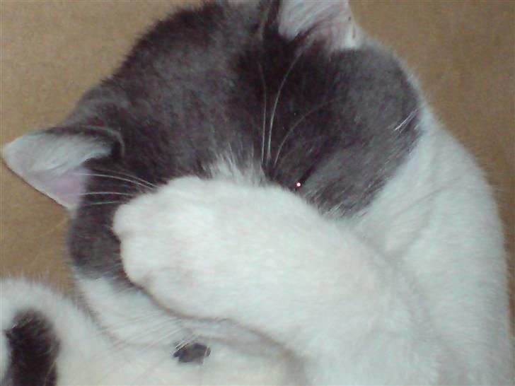 Blanding af racer Solo - føj her lugter:P billede 10