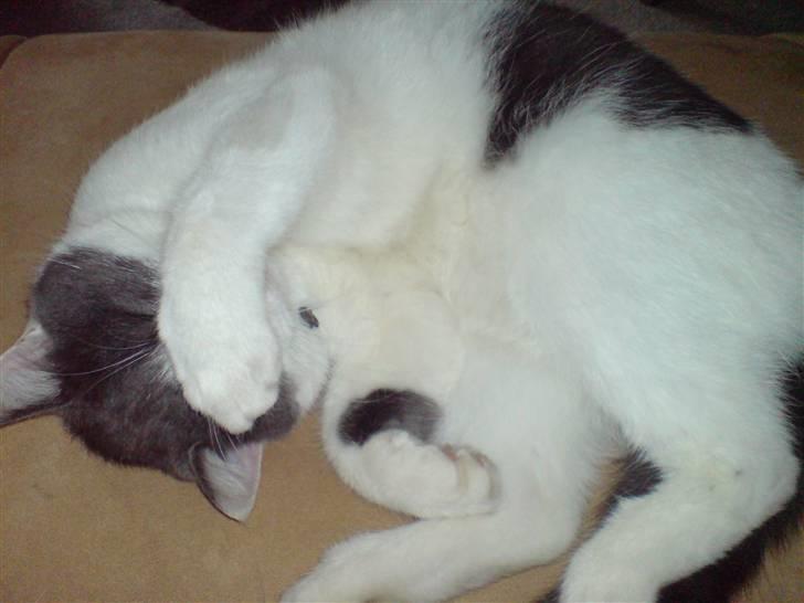 Blanding af racer Solo - Zzz Zzz billede 11