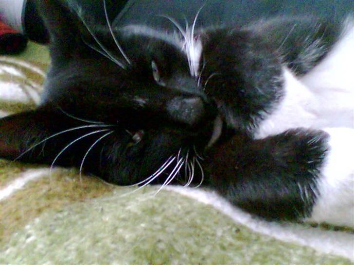 Huskat Fritz billede 14