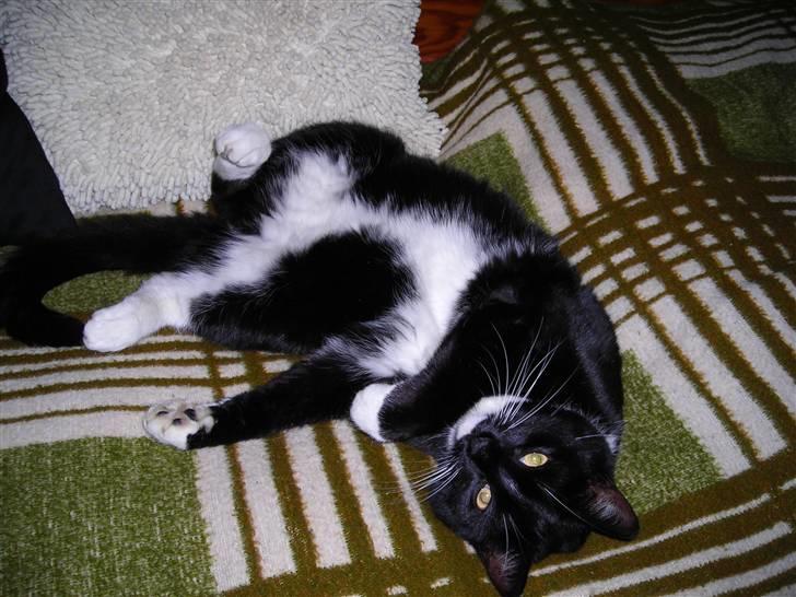 Huskat Fritz billede 15