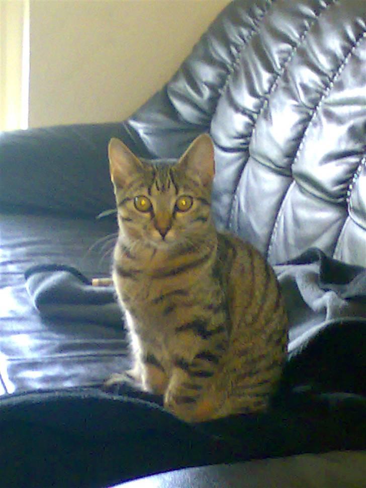 Huskat Mille R.I.P billede 1