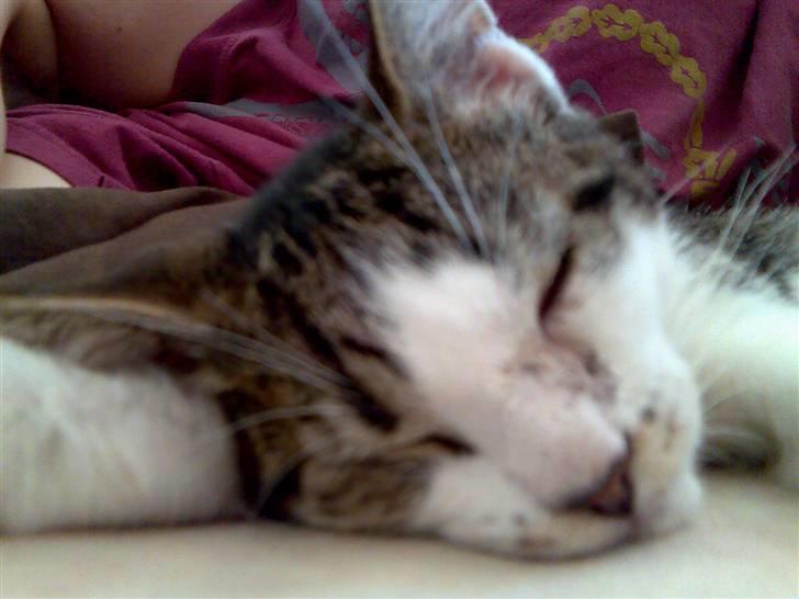 Huskat Sofus - Det var hårdt at flytte, her er sofus ca 14 uger gammel. billede 1