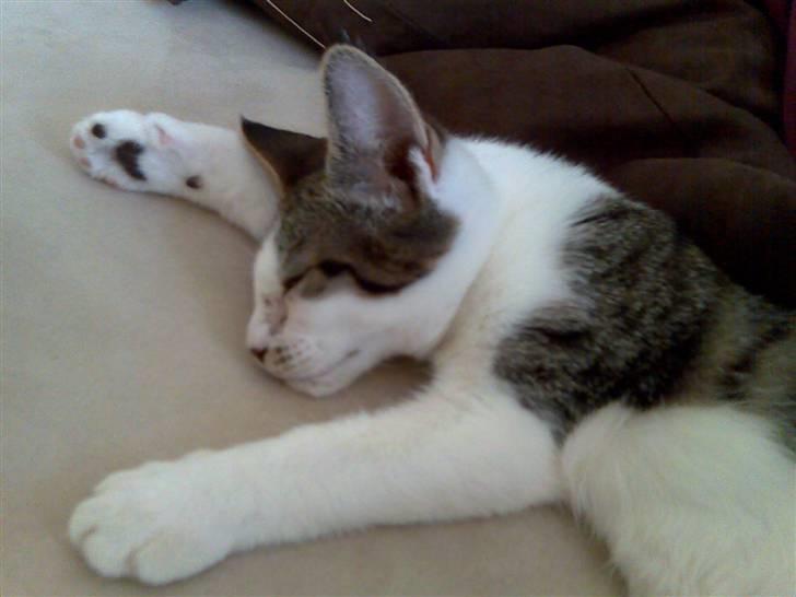 Huskat Sofus billede 2