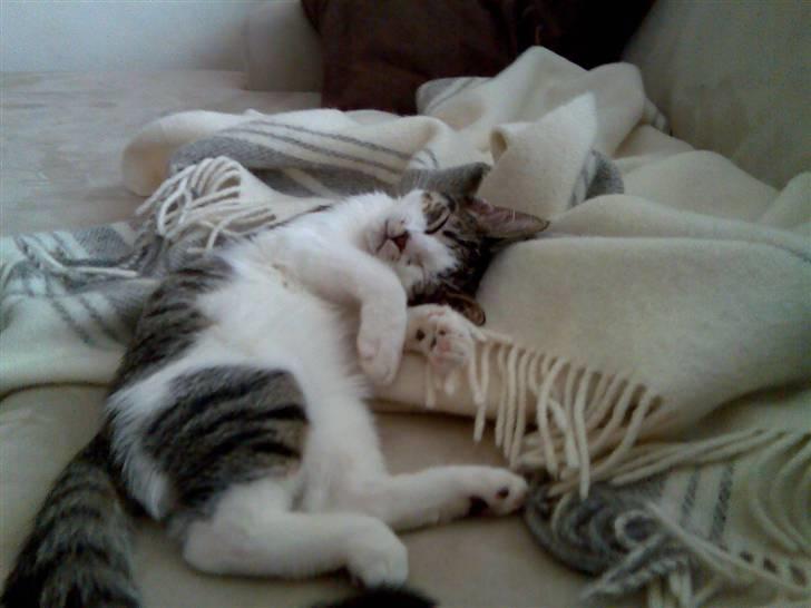 Huskat Sofus billede 3