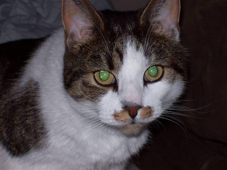 Huskat Sofus billede 4