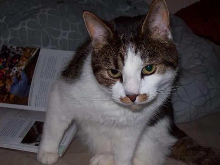 Huskat Sofus - sofus som 1,5 år gammel billede 5