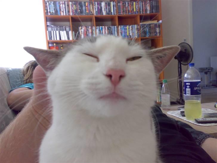 Blanding af racer Belice "tykke" R.I.P  billede 1