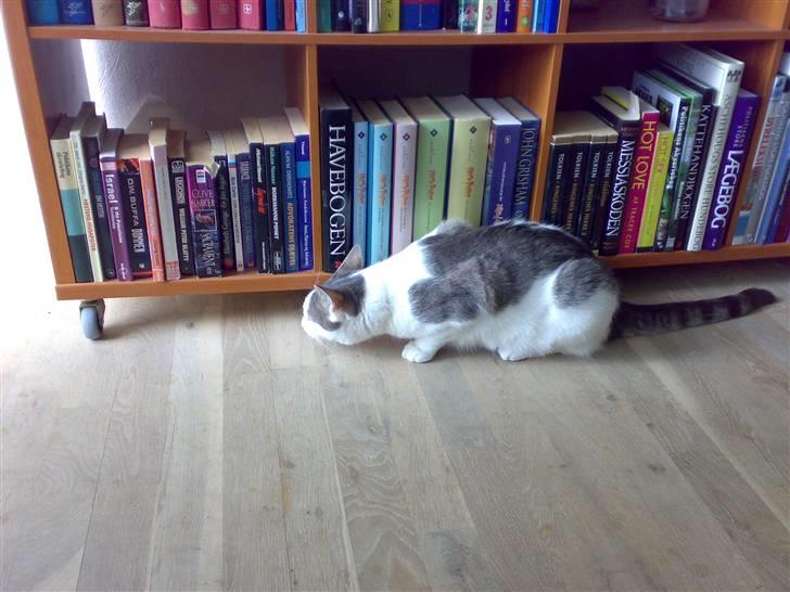 Blanding af racer Belice "tykke" R.I.P  billede 2