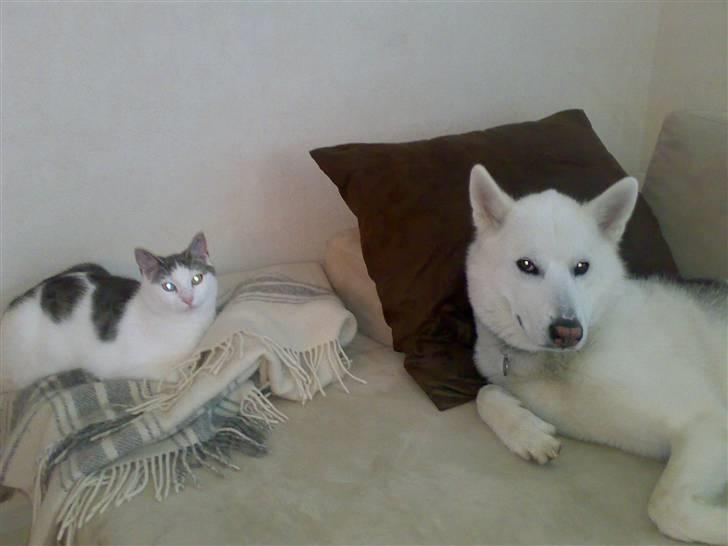 Blanding af racer Belice "tykke" R.I.P  - Dette er belice med  vores gammel hund sonny, som desværre måtte aflives. de var næsten venner billede 3