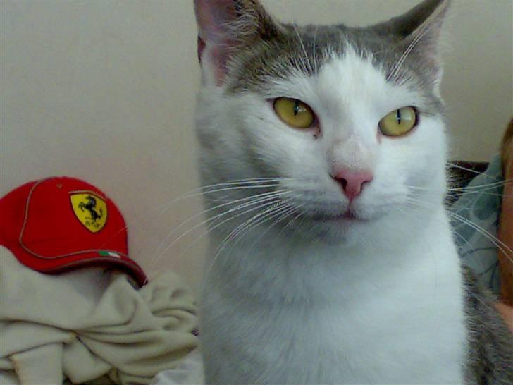 Blanding af racer Belice "tykke" R.I.P  billede 4