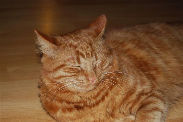 Norsk Skovkat Pelle R.I.P MY LOVE<3 - Nu er Pelle blevet stor 7 måneder og 5 kg billede 6