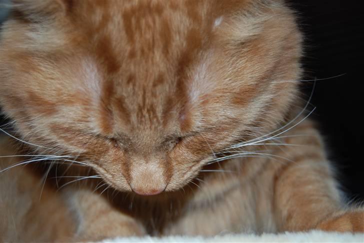 Norsk Skovkat Pelle R.I.P MY LOVE<3 billede 7