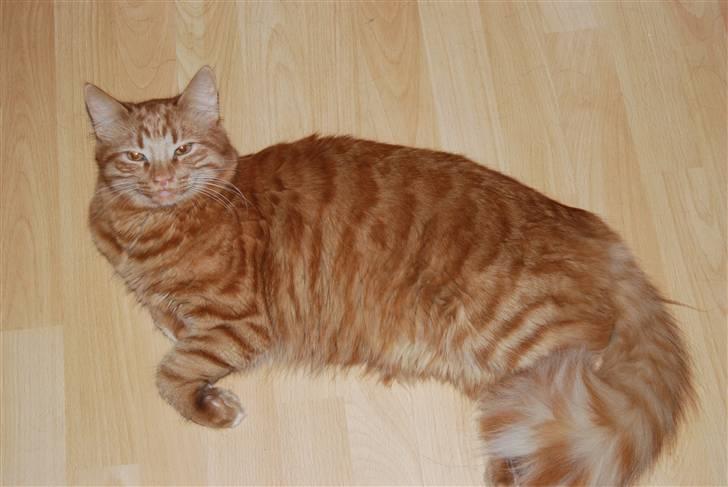 Norsk Skovkat Pelle R.I.P MY LOVE<3 billede 8