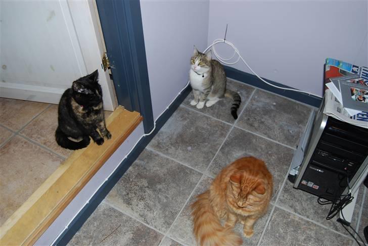 Norsk Skovkat Pelle R.I.P MY LOVE<3 billede 9