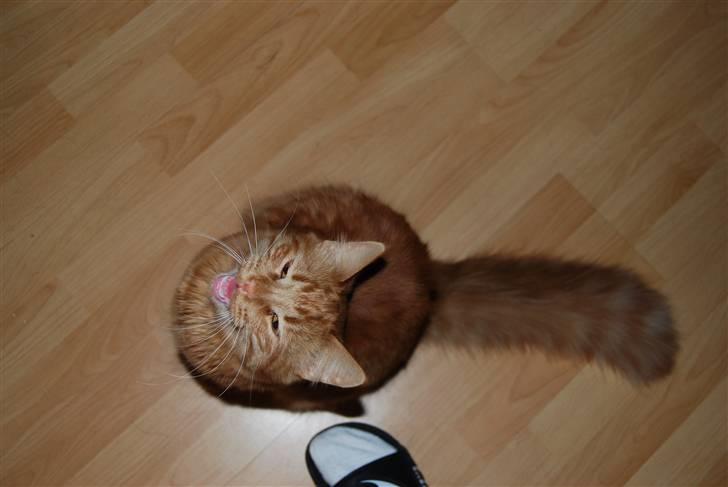 Norsk Skovkat Pelle R.I.P MY LOVE<3 - Han kan miau på komando billede 10