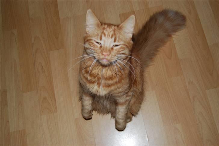 Norsk Skovkat Pelle R.I.P MY LOVE<3 billede 11