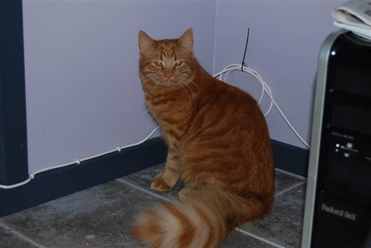 Norsk Skovkat Pelle R.I.P MY LOVE<3 billede 12