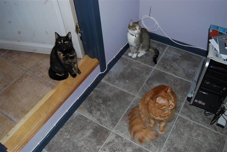 Norsk Skovkat Pelle R.I.P MY LOVE<3 billede 13