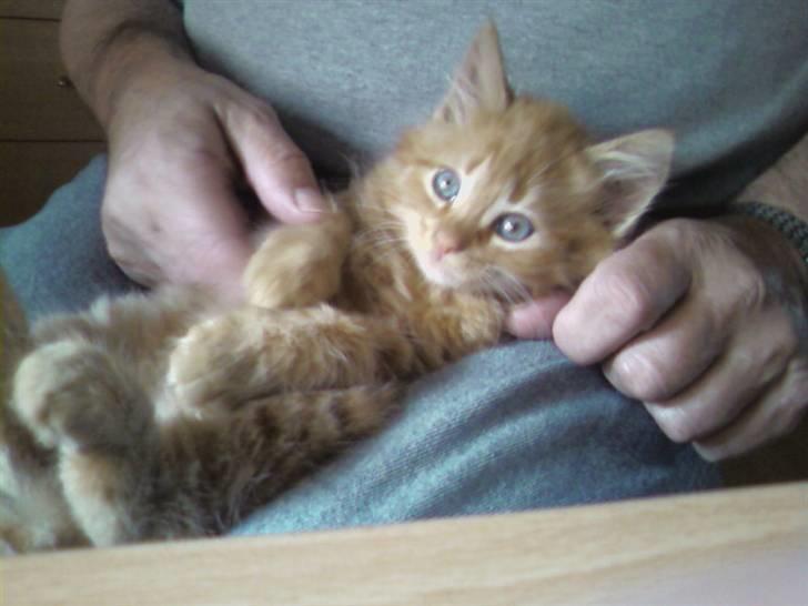 Norsk Skovkat Pelle R.I.P MY LOVE<3 billede 14