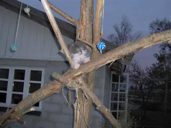 Norsk Skovkat Baloo R.I.P :'( † - Derude hvor vi købte ham. billede 10