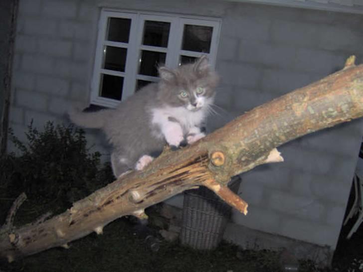 Norsk Skovkat Baloo R.I.P :'( † - Jeg må hellere passe lidt på så ikke jeg falder ned. billede 11