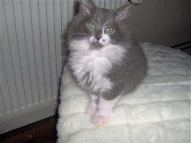 Norsk Skovkat Baloo R.I.P :'( † - Er jeg ikke fin..? Jo det var du sq Baloo. billede 12