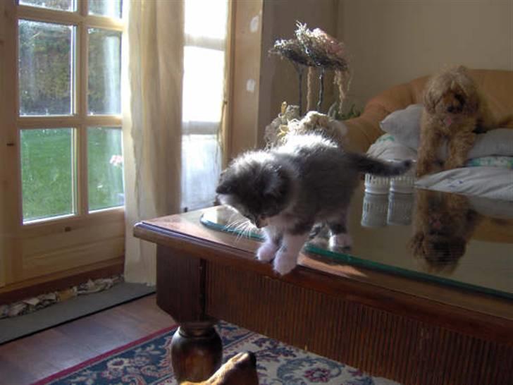 Norsk Skovkat Baloo R.I.P :'( † - Må hellere hoppe ned inden mor kommer. billede 13