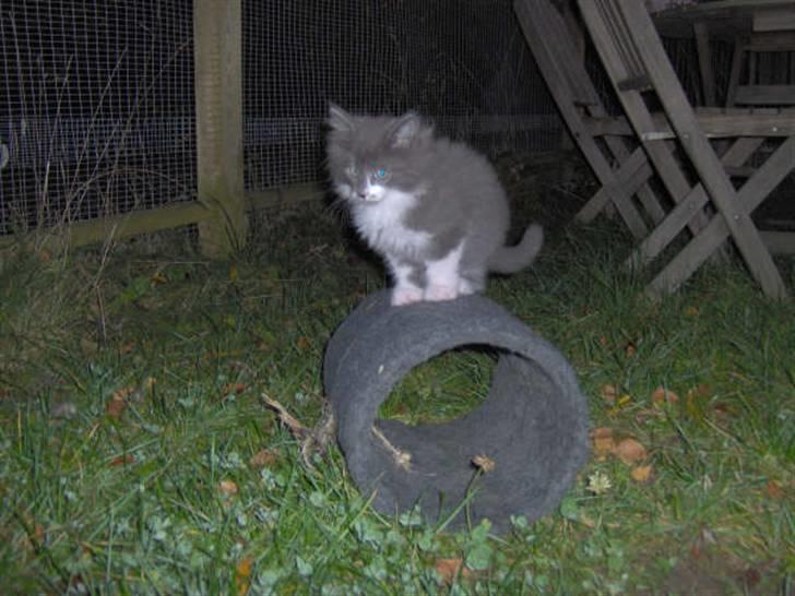 Norsk Skovkat Baloo R.I.P :'( † - Det er altså lidt farligt det her... billede 14