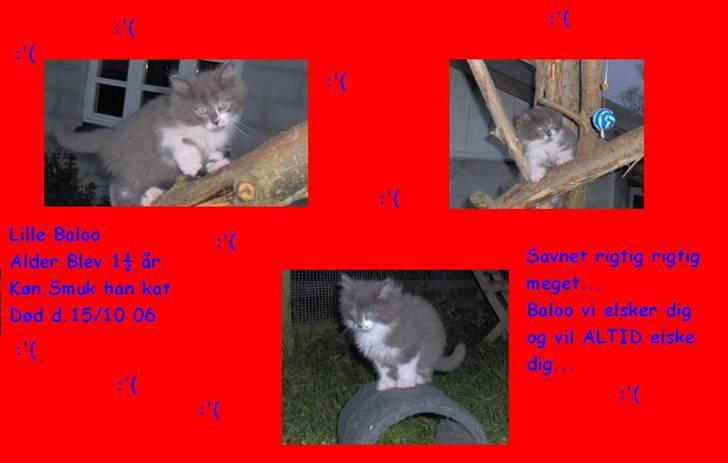 Norsk Skovkat Baloo R.I.P :'( † - Mig der har kedet mig... billede 15