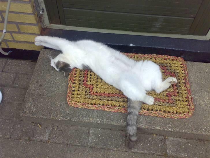 Blanding af racer Belice "tykke" R.I.P  billede 5