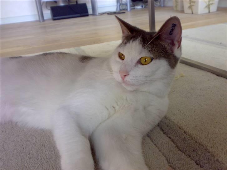 Blanding af racer Belice "tykke" R.I.P  billede 6