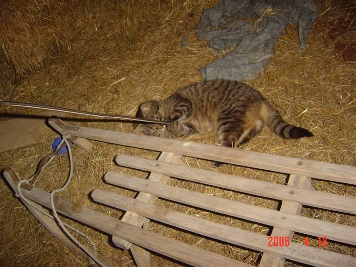 Huskat Tigerlili billede 1