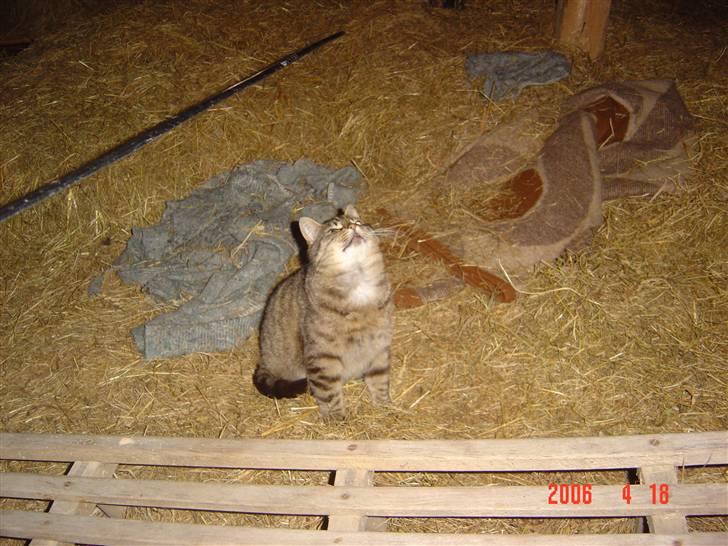 Huskat Tigerlili billede 2