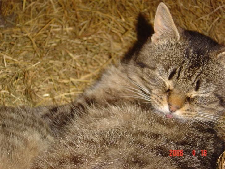 Huskat Tigerlili billede 3