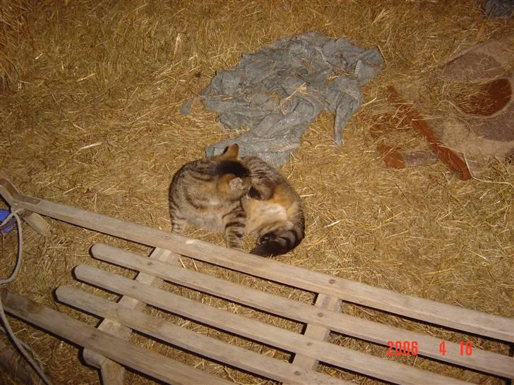 Huskat Tigerlili billede 4