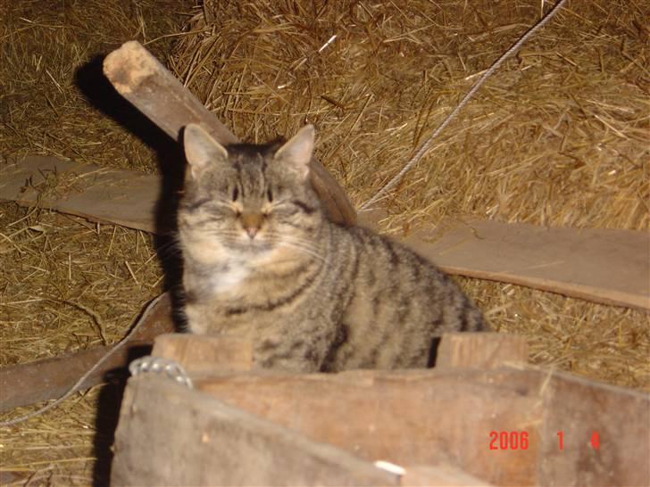 Huskat Tigerlili billede 5